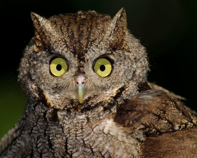 EASTERN SCREECH-OWL