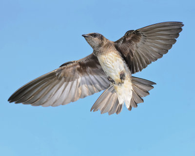 PURPLE MARTIN