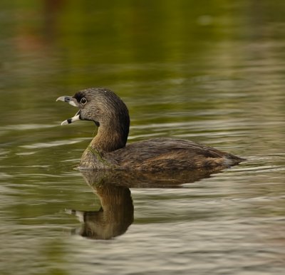 PIED-BILLED GREBE