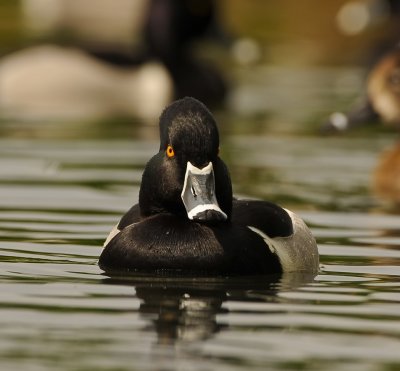 RING-NECKED DUCK