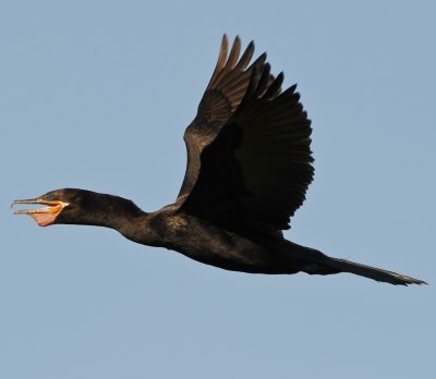 NEOTROPIC CORMORANT