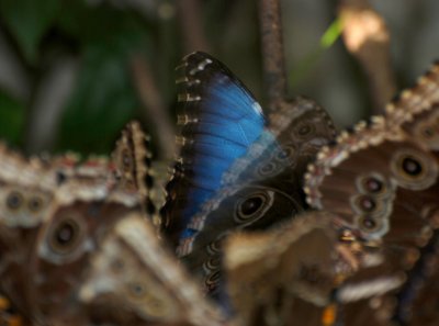 BLUE MORPHOS