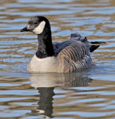 CACKLING GOOSE (branta hutchinsii hutchinsii)