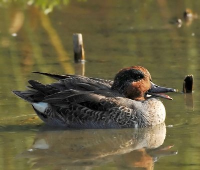 GREEN-WINGED TEAL