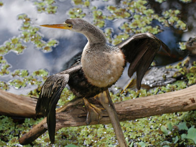 ANHINGA