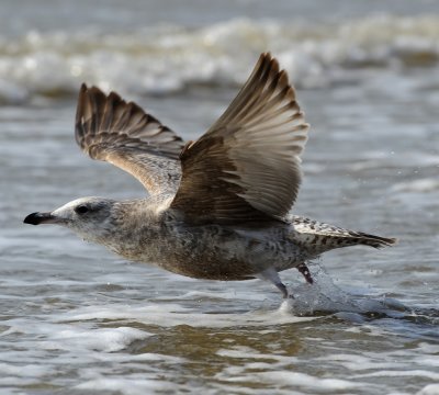 HERRING GULL