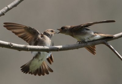 NORTHERN ROUGH-WINGED SWALLOWS