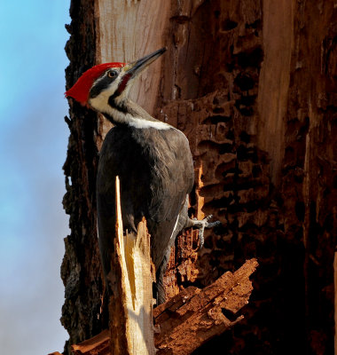 PILEATED WOODPECKER