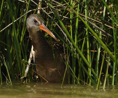 CLAPPER RAIL