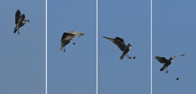 Gull Drop
