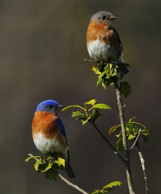 EASTERN BLUEBIRDS