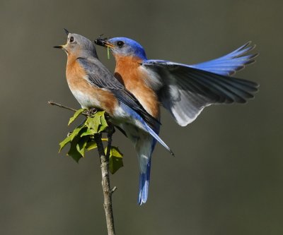 EASTERN BLUEBIRDS