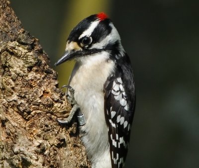 DOWNY WOODPECKER