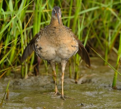 CLAPPER RAIL