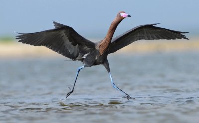 REDDISH EGRET