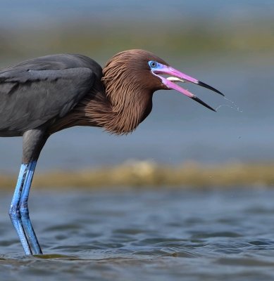 REDDISH EGRET