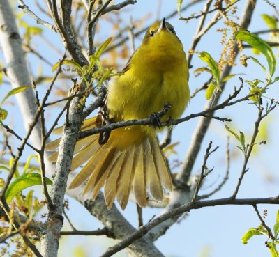 ORCHARD ORIOLE