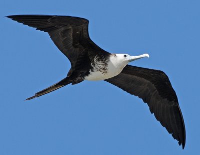 MAGNIFICENT FRIGATEBIRD