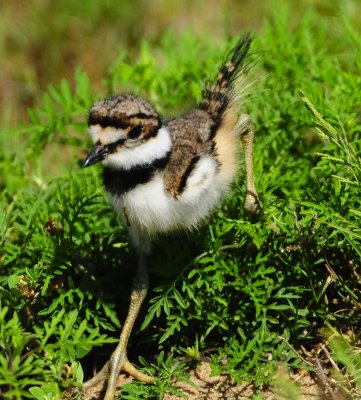 KILLDEER