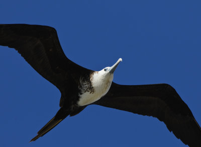 MAGNIFICENT FRIGATEBIRD