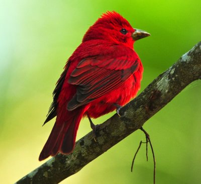SUMMER TANAGER