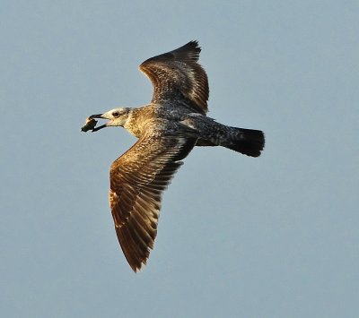 HERRING GULL
