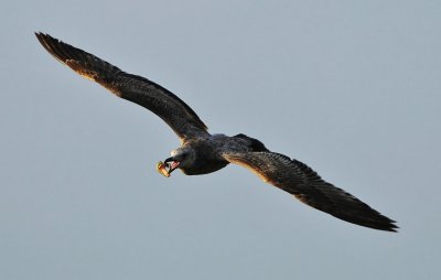 HERRING GULL