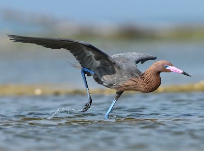 REDDISH EGRET