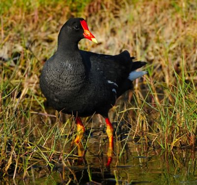 COMMON MOORHEN