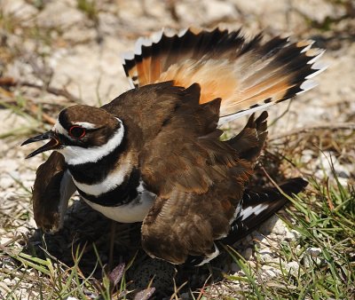 KILLDEER