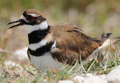 KILLDEER