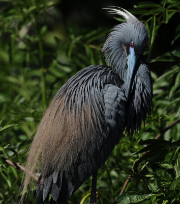 TRICOLORED HERON