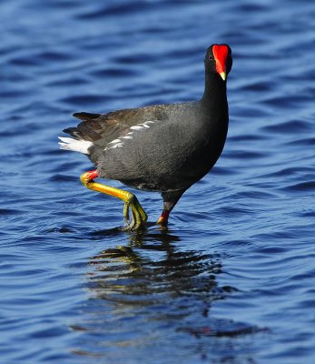 COMMON MOORHEN