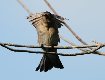 NORTHERN ROUGH-WINGED SWALLOW