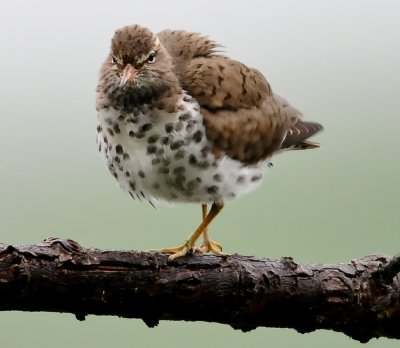 SPOTTED SANDPIPER