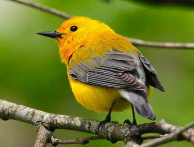 PROTHONOTARY WARBLER