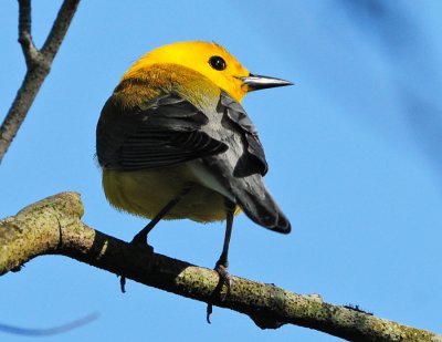 PROTHONOTARY WARBLER