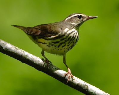 LOUISIANA WATERTHRUSH