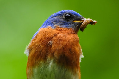 EASTERN BLUEBIRD