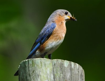 EASTERN BLUEBIRD