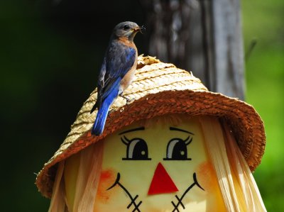 EASTERN BLUEBIRD