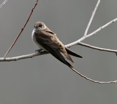 NORTHERN ROUGH-WINGED SWALLOW