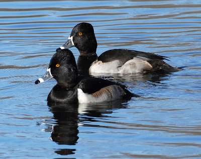 RING-NECKED DUCK