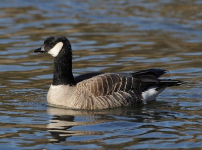 CACKLING GOOSE (branta hutchinsii hutchinsii)