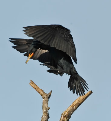 NEOTROPIC CORMORANT