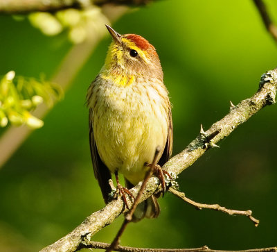 PALM WARBLER