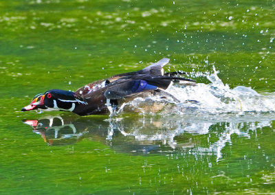 WOOD DUCKS