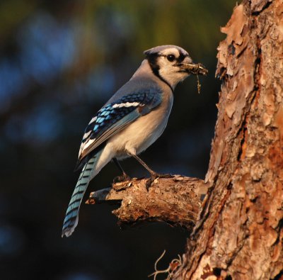 BLUE JAY