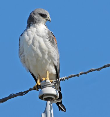 WHITE-TAILED HAWK