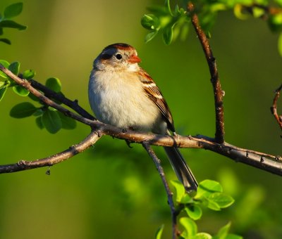 FIELD SPARROW